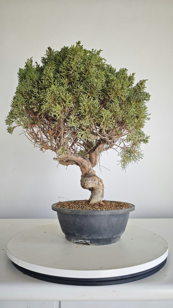 *KI 11 Juniperus chinensis kishu 230 euros con envio aleatorio y gratis peninsula