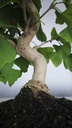 *GI 4. Ginkgo biloba 120 euros con envio gratis peninsula.
