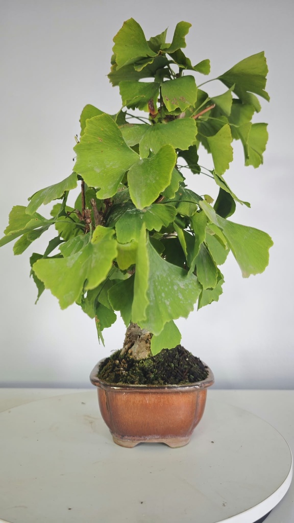 *GI 4. Ginkgo biloba 120 euros con envio gratis peninsula.