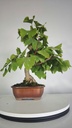*GI 4. Ginkgo biloba 120 euros con envio gratis peninsula.