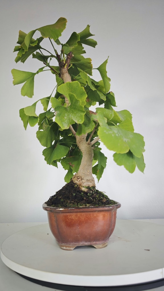 *GI 4. Ginkgo biloba 120 euros con envio gratis peninsula.