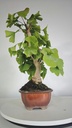 *GI 4. Ginkgo biloba 120 euros con envio gratis peninsula.