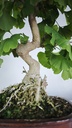 *GI 5. Ginkgo biloba 120 euros con envio gratis peninsula.