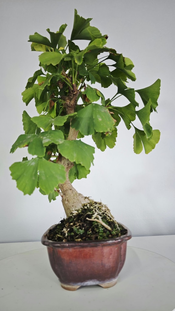 *GI 5. Ginkgo biloba 120 euros con envio gratis peninsula.