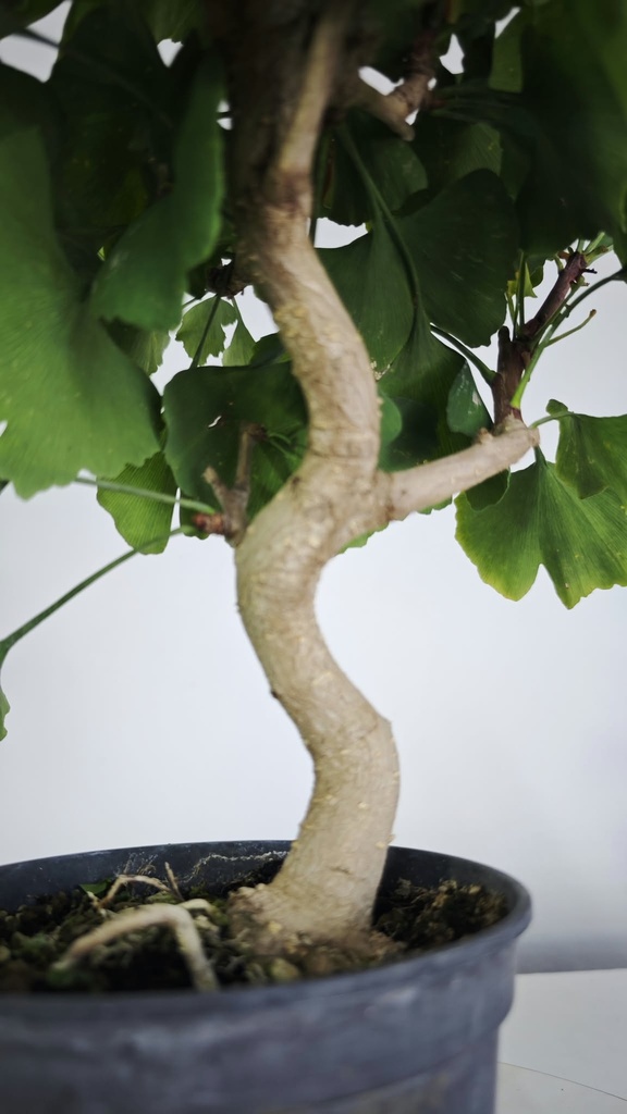 *GI 25 Ginkgo 70 euros con envio gratis peninsula.