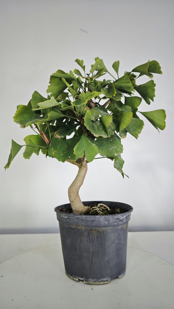 *GI 25 Ginkgo 70 euros con envio gratis peninsula.