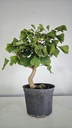 *GI 25 Ginkgo 70 euros con envio gratis peninsula.