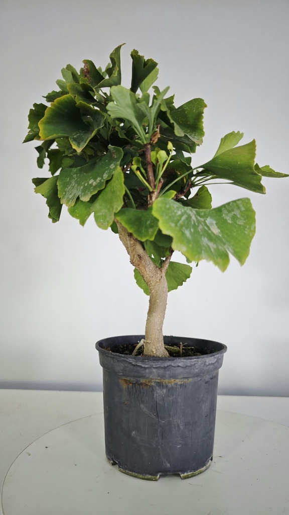 *GI 25 Ginkgo 70 euros con envio gratis peninsula.