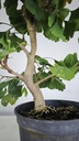 *GI 26 Ginkgo 70 euros con envio gratis peninsula.