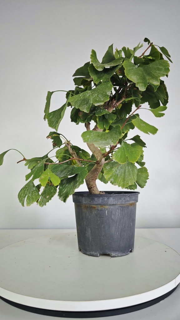 *GI 26 Ginkgo 70 euros con envio gratis peninsula.