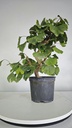 *GI 26 Ginkgo 70 euros con envio gratis peninsula.