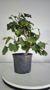 *GI 26 Ginkgo 70 euros con envio gratis peninsula.