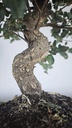 * Q 2 Quercus suber 95 euros con envio gratis peninsula.