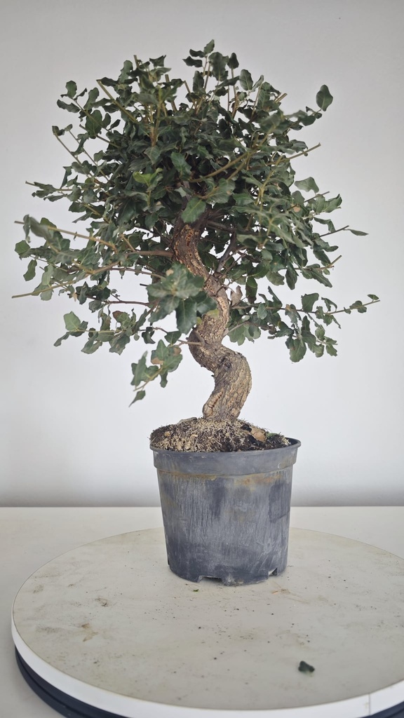 * Q 2 Quercus suber 95 euros con envio gratis peninsula.