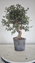 * Q 2 Quercus suber 95 euros con envio gratis peninsula.
