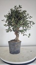 * Q 2 Quercus suber 95 euros con envio gratis peninsula.