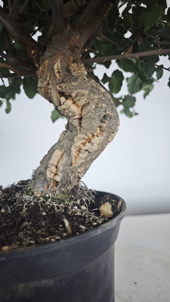 * Q 5 Quercus suber 95 euros con envio gratis peninsula.