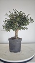 * Q 5 Quercus suber 95 euros con envio gratis peninsula.