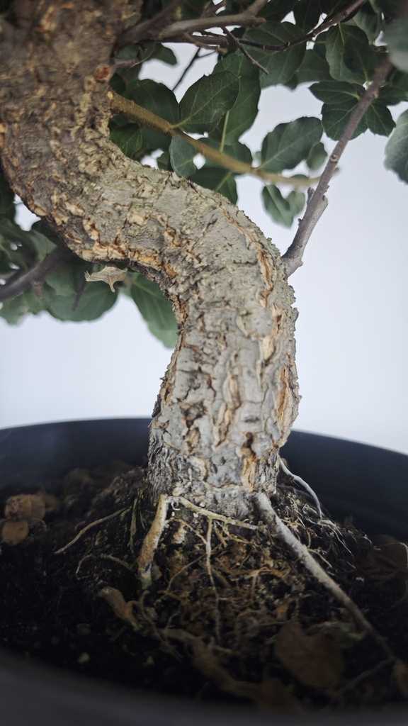 * Q 6 Quercus suber 95 euros con envio gratis peninsula.