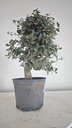 * Q 6 Quercus suber 95 euros con envio gratis peninsula.