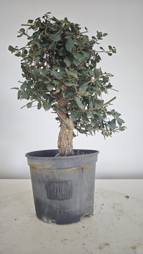 * Q 6 Quercus suber 95 euros con envio gratis peninsula.