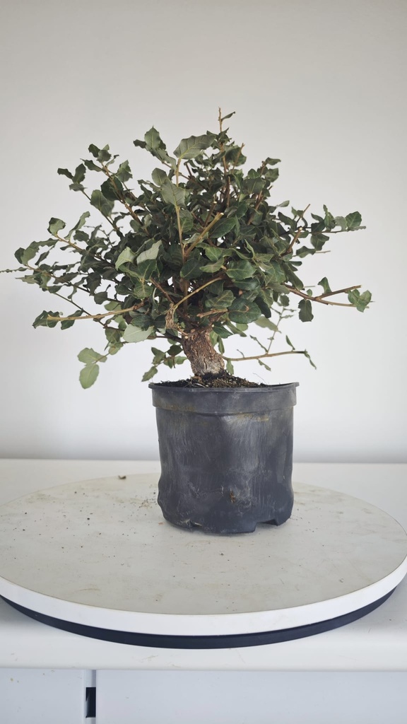 * Q 7 Quercus suber 95 euros con envio gratis peninsula.