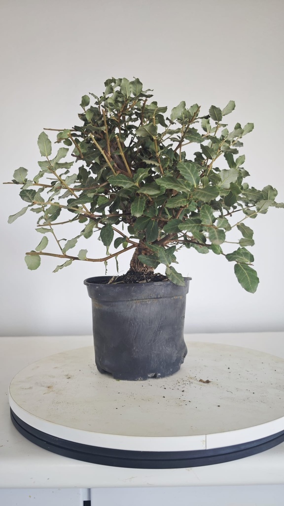 * Q 7 Quercus suber 95 euros con envio gratis peninsula.