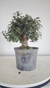 * Q 8 Quercus suber 95 euros con envio gratis peninsula.