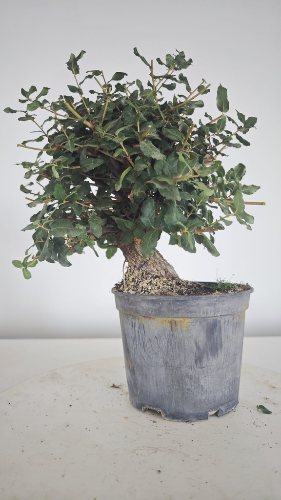 * Q 8 Quercus suber 95 euros con envio gratis peninsula.