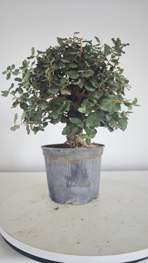 * Q 8 Quercus suber 95 euros con envio gratis peninsula.