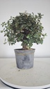 * Q 8 Quercus suber 95 euros con envio gratis peninsula.