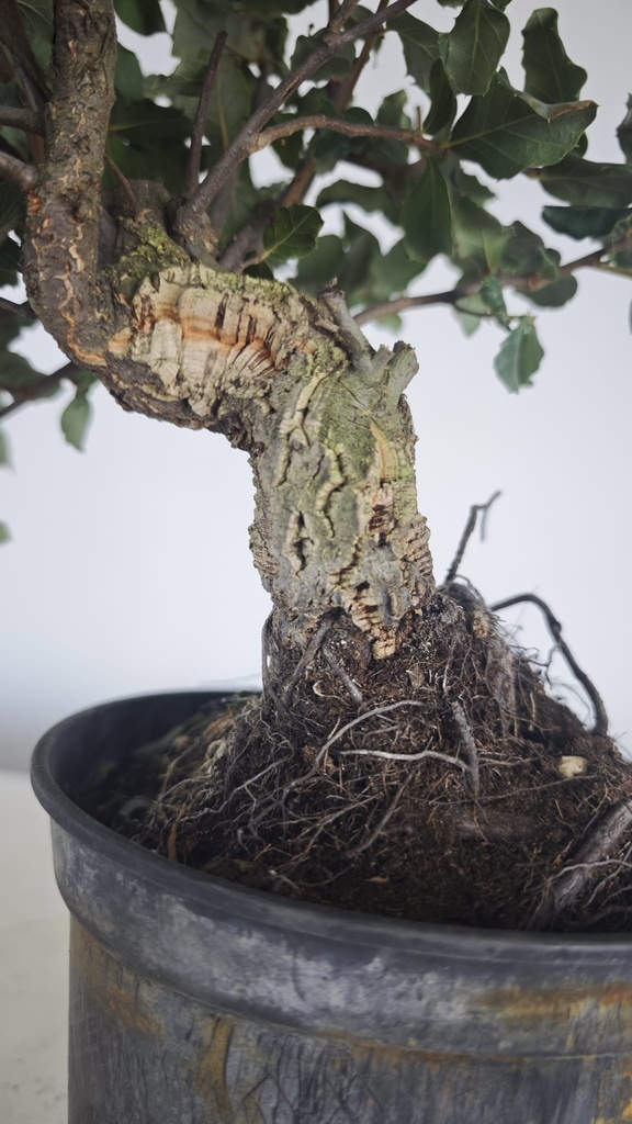 * Q 10 Quercus suber 95 euros con envio gratis peninsula.