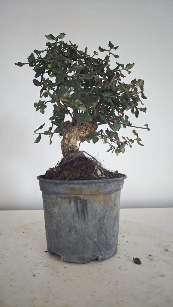 * Q 10 Quercus suber 95 euros con envio gratis peninsula.