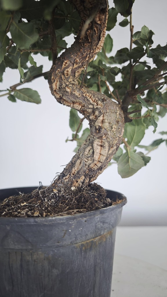 * Q 11 Quercus suber 95 euros con envio gratis peninsula.