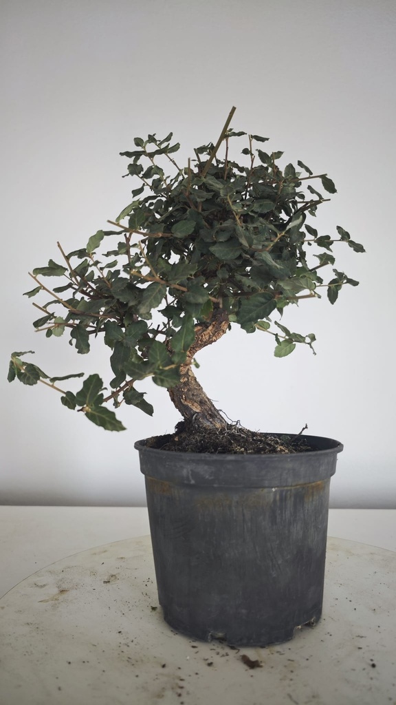 * Q 11 Quercus suber 95 euros con envio gratis peninsula.