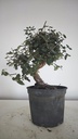 * Q 11 Quercus suber 95 euros con envio gratis peninsula.