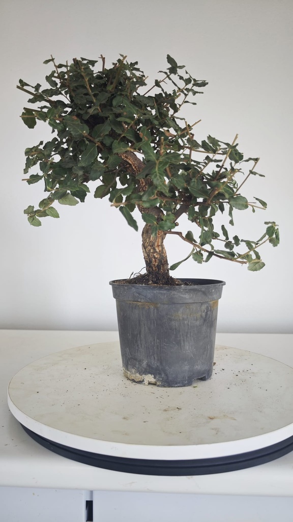 * Q 11 Quercus suber 95 euros con envio gratis peninsula.