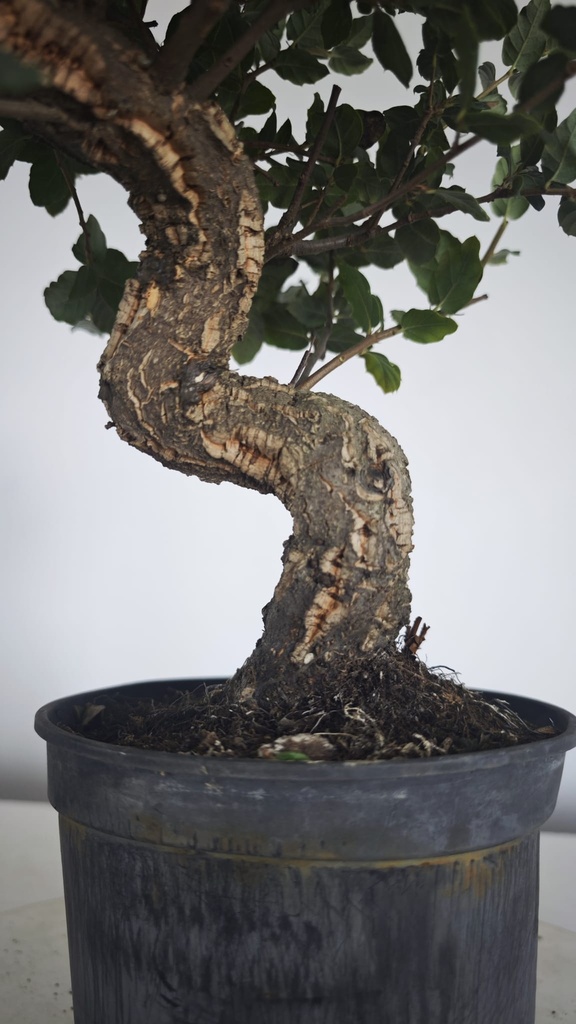 * Q 12 Quercus suber 95 euros con envio gratis peninsula.