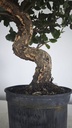 * Q 12 Quercus suber 95 euros con envio gratis peninsula.