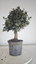 * Q 13 Quercus suber 95 euros con envio gratis peninsula.