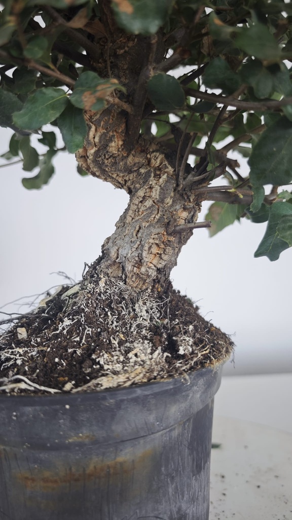 * Q 14 Quercus suber 95 euros con envio gratis peninsula.