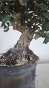* Q 14 Quercus suber 95 euros con envio gratis peninsula.