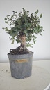 * Q 14 Quercus suber 95 euros con envio gratis peninsula.