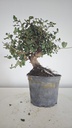 * Q 14 Quercus suber 95 euros con envio gratis peninsula.