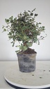 * Q 14 Quercus suber 95 euros con envio gratis peninsula.