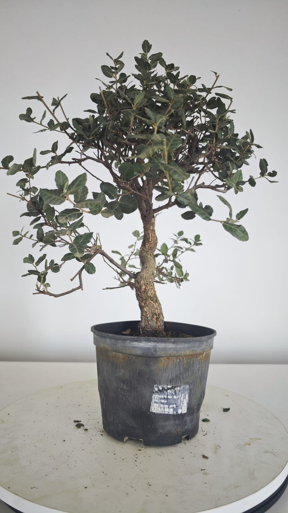 * Q 15 Quercus suber 95 euros con envio gratis peninsula.