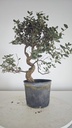 * Q 15 Quercus suber 95 euros con envio gratis peninsula.