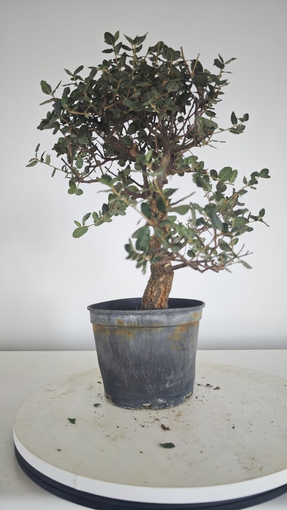 * Q 15 Quercus suber 95 euros con envio gratis peninsula.