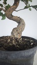 * Q 16 Quercus suber 95 euros con envio gratis peninsula.