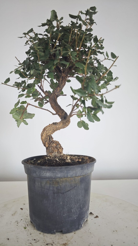 * Q 16 Quercus suber 95 euros con envio gratis peninsula.